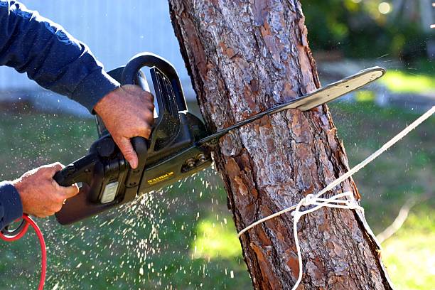 Best Tree Removal Service  in Somers, WI